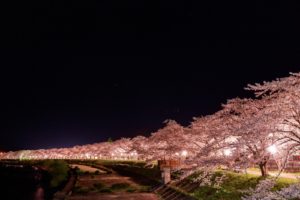 Cliches Japan sakura
